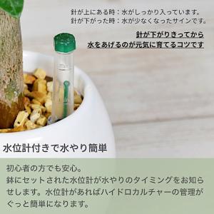 観葉植物 【パキラ ガジュマル アロマティカス...の詳細画像4
