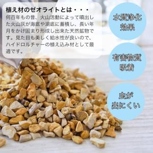 観葉植物 【パキラ ガジュマル アロマティカス...の詳細画像5