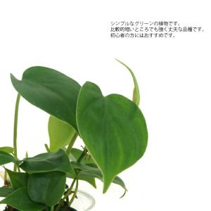 観葉植物 ハイドロカルチャー 苗 オキシカルデ...の詳細画像1