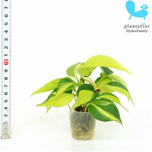 観葉植物 ハイドロカルチャー 苗 オキシカルディウム ブラジル プチサイズ 1寸