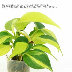 観葉植物 ハイドロカルチャー 苗 オキシカルデ...の詳細画像1