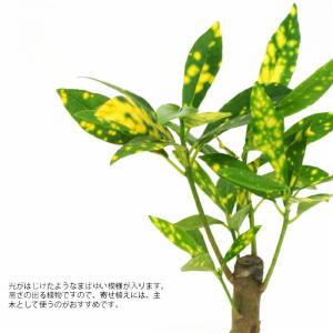 観葉植物 ハイドロカルチャー 苗 クロトン ア...の詳細画像1