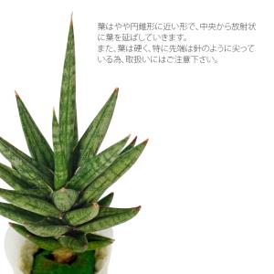 観葉植物 ハイドロカルチャー 苗 サンスベリア...の詳細画像1