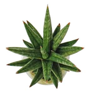 観葉植物 ハイドロカルチャー 苗 サンスベリア...の詳細画像2