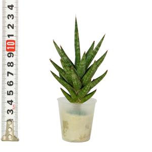 観葉植物 ハイドロカルチャー 苗 サンスベリア...の詳細画像3