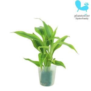 観葉植物 ハイドロカルチャー 苗 サンデリアナ ゴールド プチサイズ 1寸