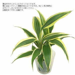 観葉植物 ハイドロカルチャー 苗 サンデリアナ...の詳細画像1