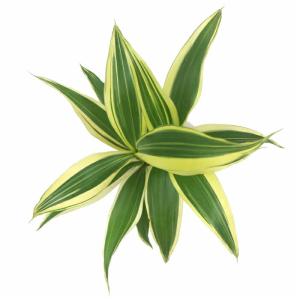 観葉植物 ハイドロカルチャー 苗 サンデリアナ...の詳細画像2