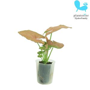 観葉植物 ハイドロカルチャー 苗 シンゴニウム ピンク プチサイズ 1寸