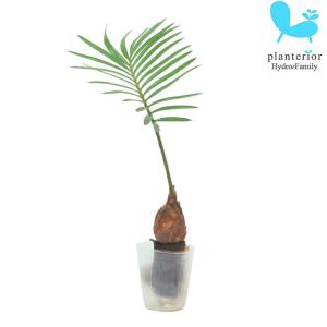 2025年7月】ソテツ鉢のおすすめ人気ランキング - Yahoo!ショッピング