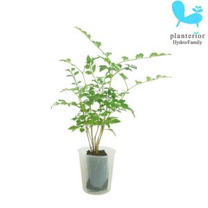 観葉植物 ハイドロカルチャー 苗 トネリコ プチサイズ 1寸