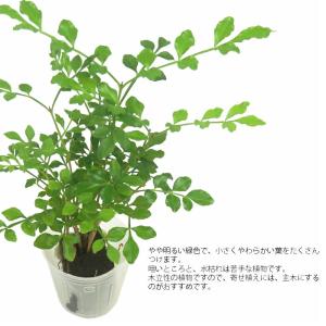 観葉植物 ハイドロカルチャー 苗 トネリコ プ...の詳細画像1