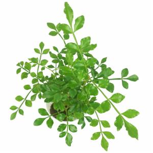 観葉植物 ハイドロカルチャー 苗 トネリコ プ...の詳細画像2