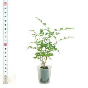 観葉植物 ハイドロカルチャー 苗 トネリコ プ...の詳細画像3