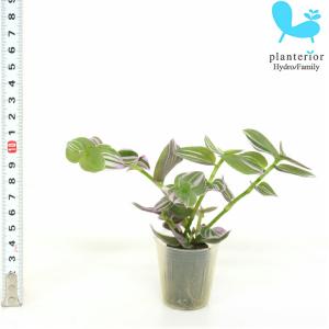 観葉植物 ハイドロカルチャー 苗 トラディスカンチア ラベンダー プチサイズ 1寸