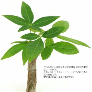 観葉植物 ハイドロカルチャー 苗 パキラ プチ...の詳細画像1