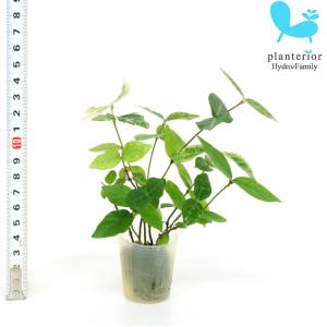 観葉植物 ハイドロカルチャー 苗 ハツユキカヅラ プチサイズ 1寸
