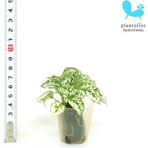 観葉植物 ハイドロカルチャー 苗 ヒポエステス ホワイト プチサイズ 1寸