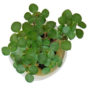 観葉植物 ハイドロカルチャー 苗 ピレア グラ...の詳細画像2