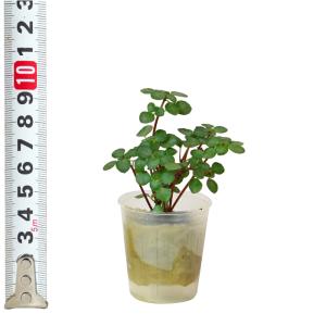 観葉植物 ハイドロカルチャー 苗 ピレア グラ...の詳細画像3