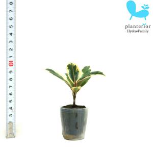 観葉植物 ハイドロカルチャー 苗 ゴムの木 ティネケ プチサイズ 1寸