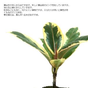 観葉植物 ハイドロカルチャー 苗 ゴムの木 テ...の詳細画像1