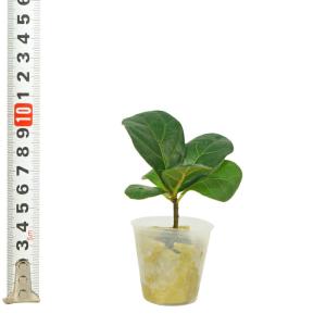 観葉植物 ハイドロカルチャー 苗 フィカス リ...の詳細画像3