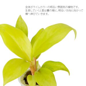 観葉植物 ハイドロカルチャー 苗 フィロデンド...の詳細画像1