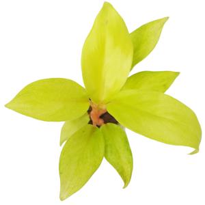 観葉植物 ハイドロカルチャー 苗 フィロデンド...の詳細画像2