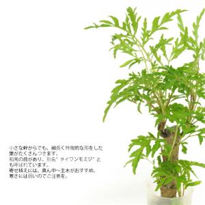 観葉植物 ハイドロカルチャー 苗 ポリシャス ...の詳細画像1
