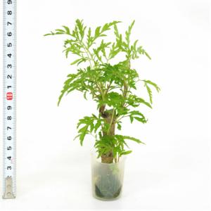 観葉植物 ハイドロカルチャー 苗 ポリシャス ...の詳細画像2