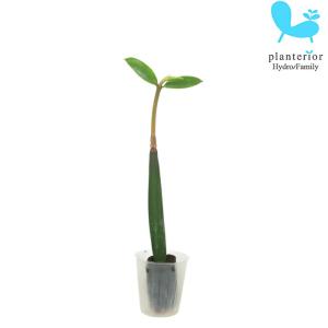 観葉植物 ハイドロカルチャー 苗 マングローブ (オヒルギ） プチサイズ 1寸