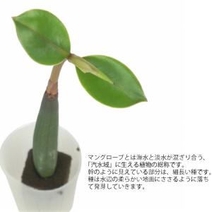 観葉植物 ハイドロカルチャー 苗 マングローブ...の詳細画像1