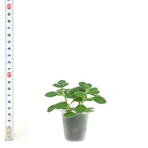 観葉植物 ハイドロカルチャー 苗 アロマティカ...の詳細画像2