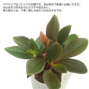 観葉植物 ハイドロカルチャー 苗 ペペロミア ...の詳細画像1
