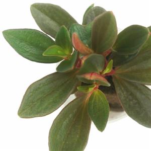 観葉植物 ハイドロカルチャー 苗 ペペロミア ...の詳細画像2