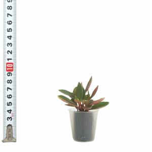 観葉植物 ハイドロカルチャー 苗 ペペロミア ...の詳細画像3