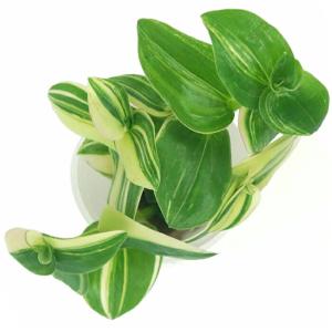 観葉植物 ハイドロカルチャー 苗 トラディスカ...の詳細画像2