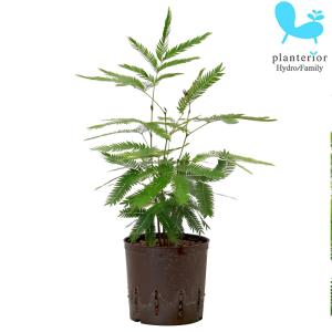 観葉植物 ハイドロカルチャー 苗 エバーフレッシュ 13パイ 水耕栽培