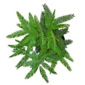 観葉植物 ハイドロカルチャー 苗 エバーフレッ...の詳細画像2