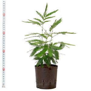 観葉植物 ハイドロカルチャー 苗 エバーフレッ...の詳細画像3