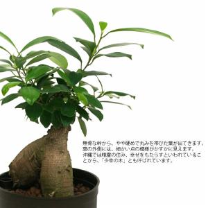 観葉植物 ハイドロカルチャー 苗 ガジュマル ...の詳細画像1