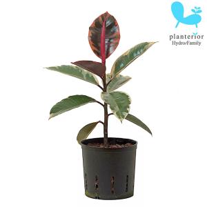 観葉植物 ハイドロカルチャー 苗 フィカス　ルビー 13パイ