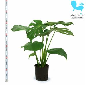 観葉植物 ハイドロカルチャー 苗 モンステラ 13パイの商品画像