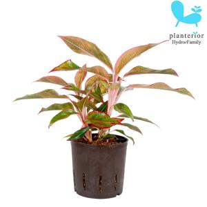観葉植物 アグラオネマ Aglaonema spp.ファンロンレッド 3号ロング透明