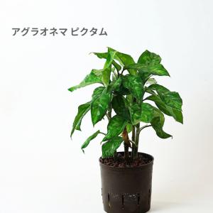 観葉植物 ハイドロカルチャー 苗 アグラオネマ ピクタム トリカラー 13パイ 水耕栽培