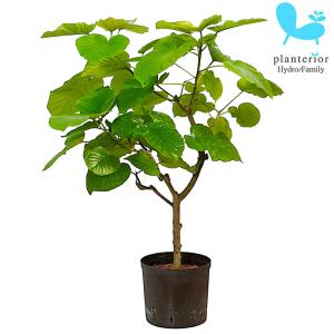 おしゃれ 観葉植物：ノリナ トックリラン*ポニーテール 大型佐川急便