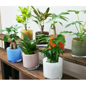 【器】 ミスティラウンド 観葉植物 ハイドロカ...の詳細画像2