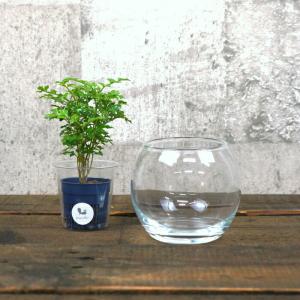 【器】 ガラス バブルボールSS（100） ハイドロカルチャー 向き