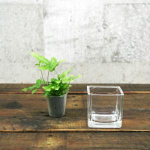 観葉植物 ハイドロカルチャー 苗 アロマティカス キューバ オレガノ プチサイズ １寸 Ghe 030 192 タノシミドリ Yahoo 店 通販 Yahoo ショッピング